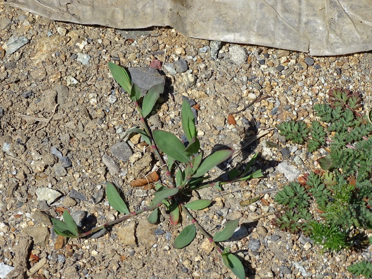 Polygonum aviculare ssp. depressum