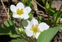 Fragaria virginiana ssp. platypetala