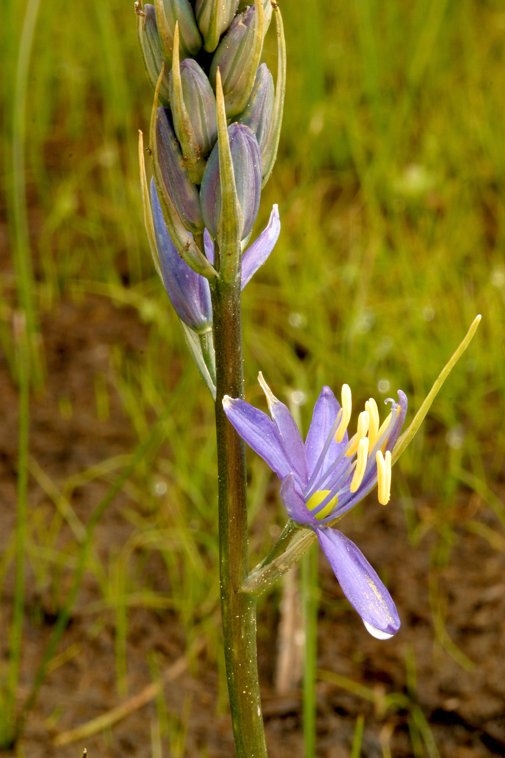 Camassia quamash ssp. breviflora