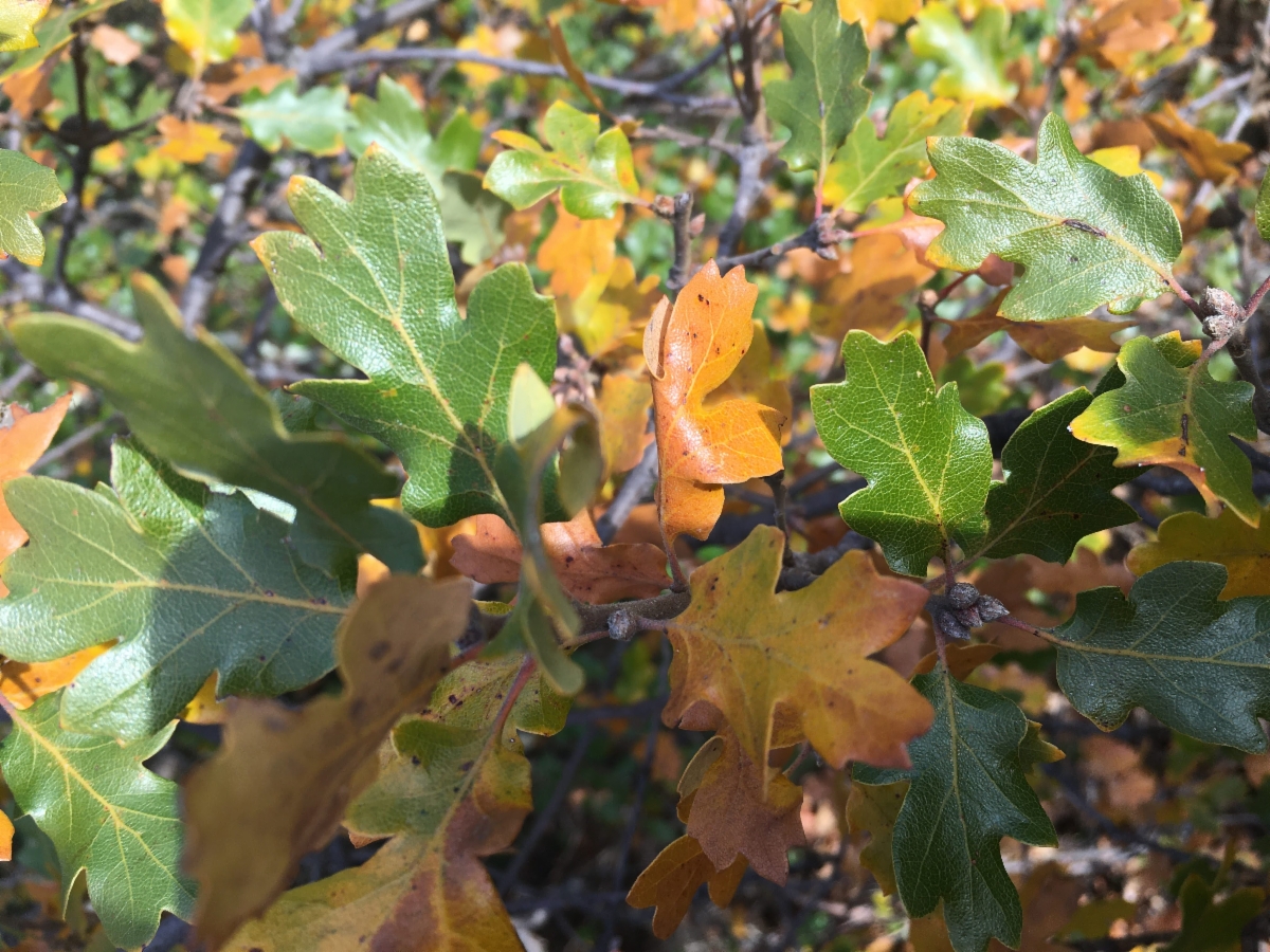 Quercus Xmorehus