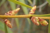 Acacia saligna