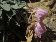 Oenothera caespitosa ssp. crinita