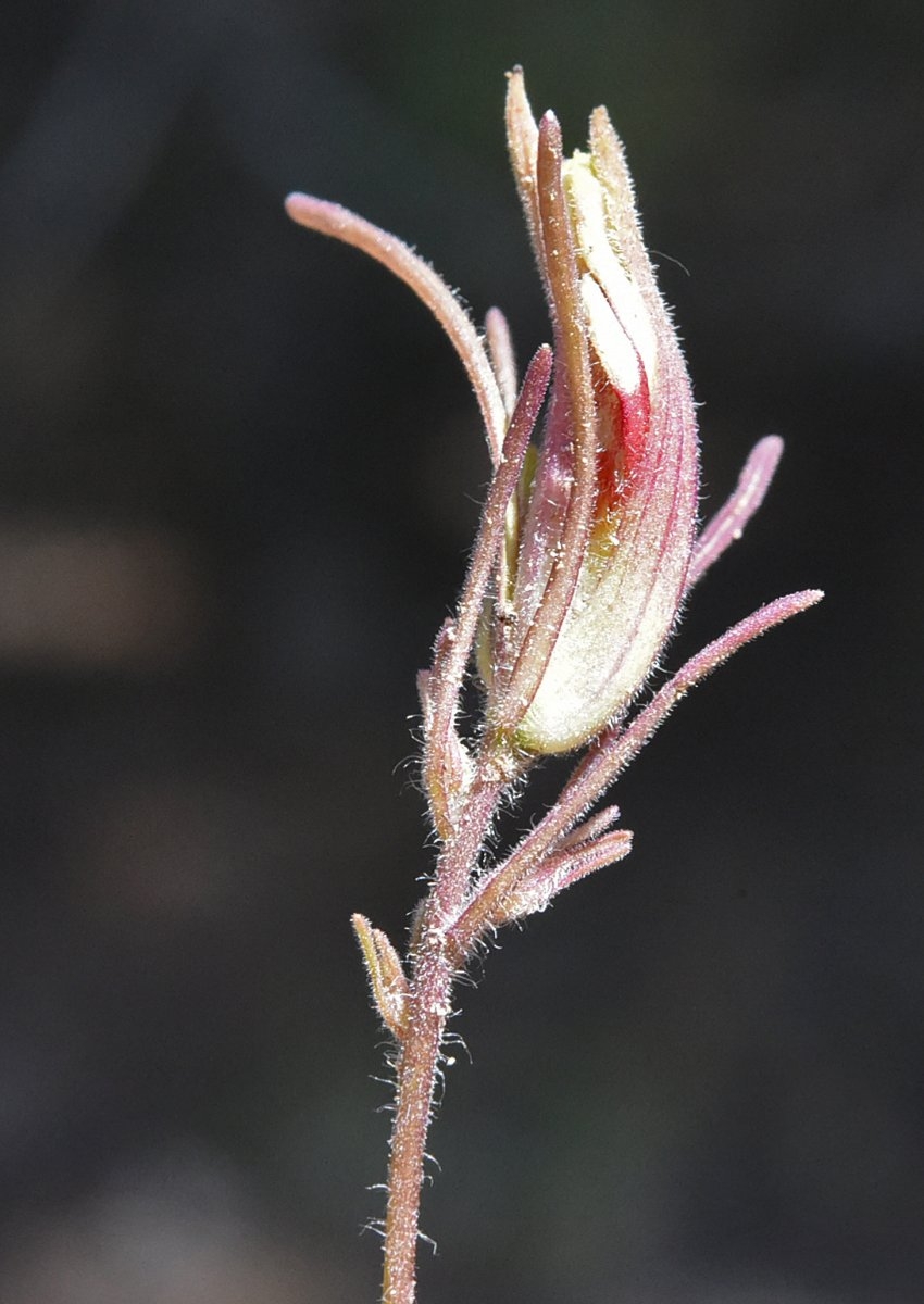 Cordylanthus tenuis