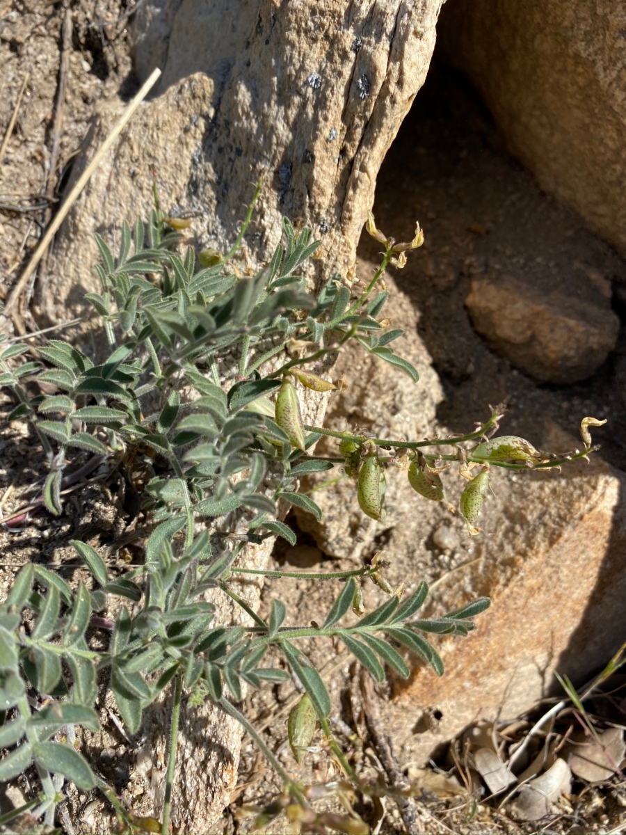 Astragalus ertterae