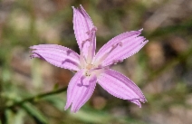 Stephanomeria minor var. minor