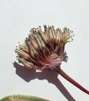 Allium burlewii