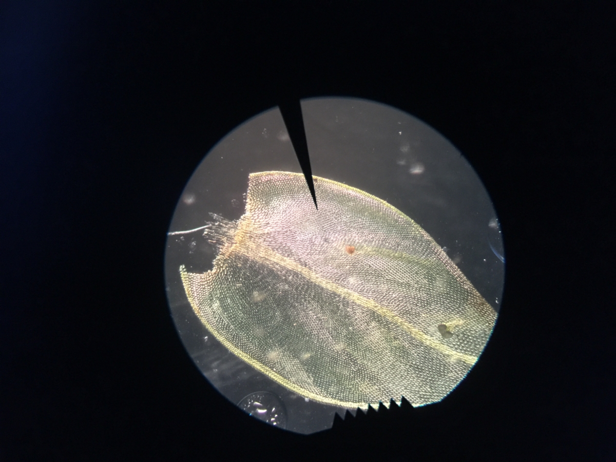 Scleropodium julaceum