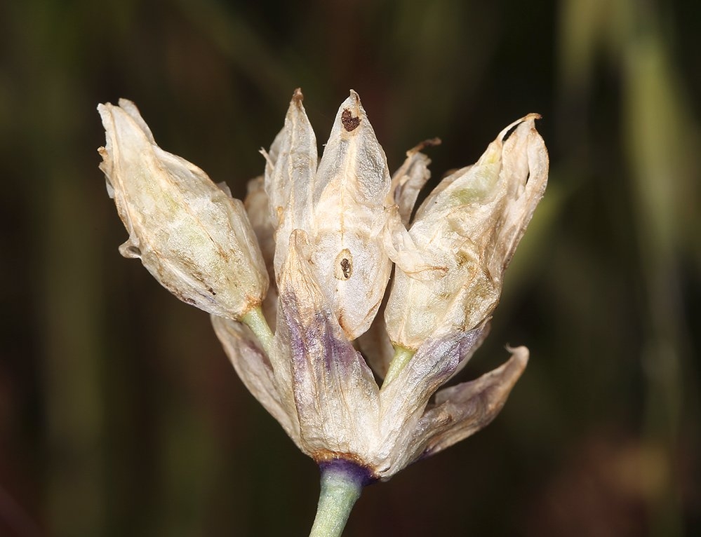 Dipterostemon capitatus ssp. capitatus