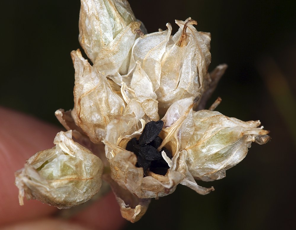 Dipterostemon capitatus ssp. capitatus