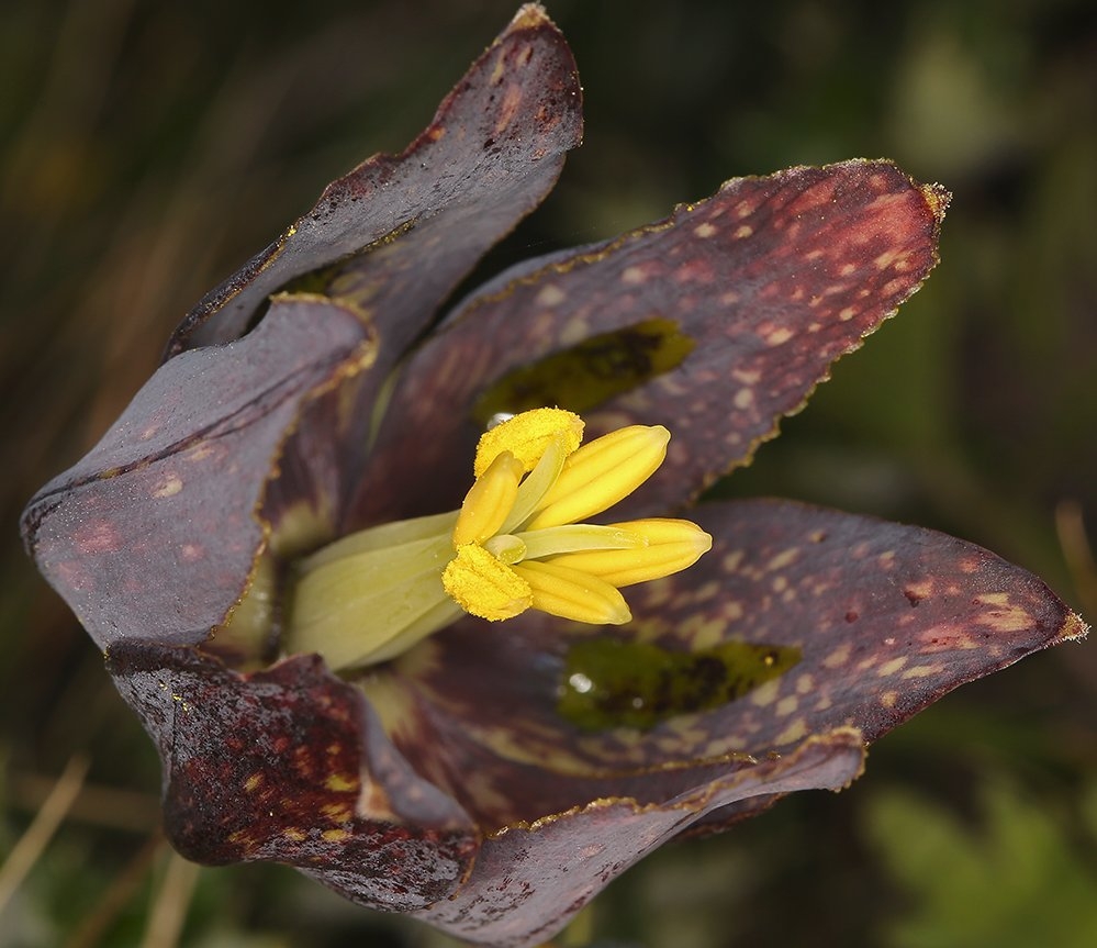 Fritillaria affinis