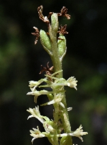 Piperia transversa