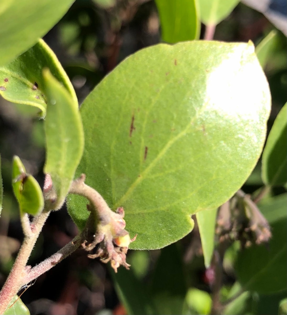 Arctostaphylos manzanita ssp. laevigata