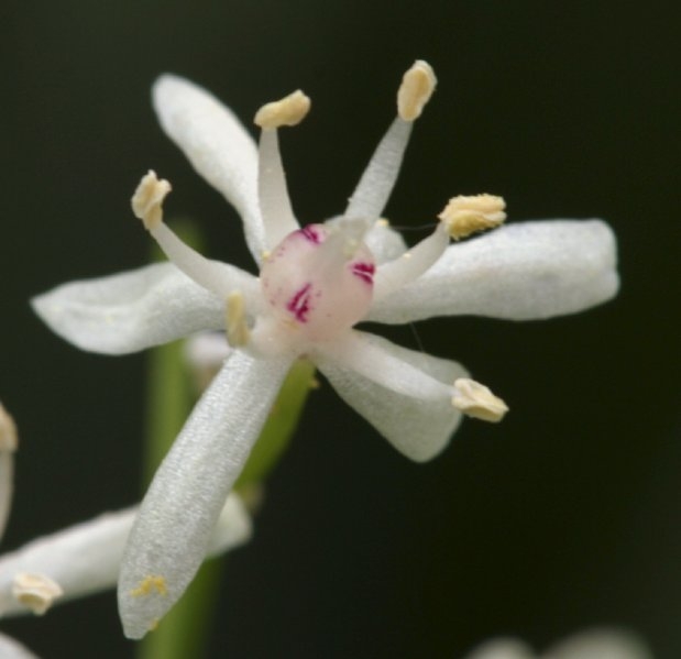 Maianthemum stellatum