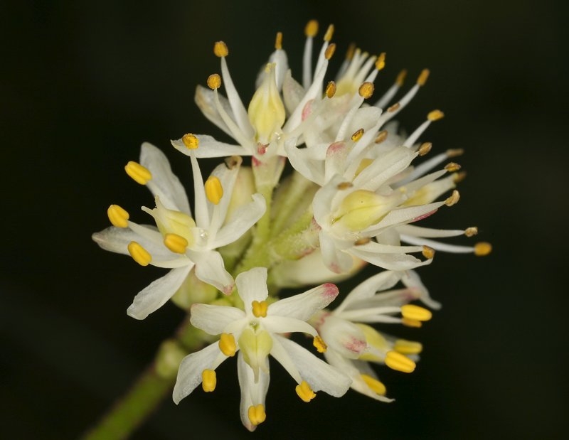 Triantha occidentalis ssp. occidentalis
