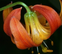 Lilium pardalinum