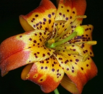 Lilium pardalinum ssp. volmeri