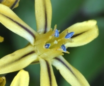 Triteleia ixioides ssp. anilina