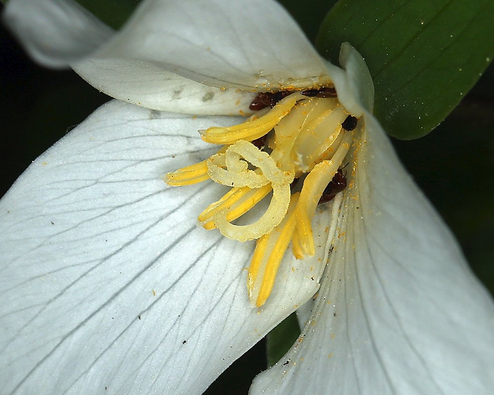 Trillium ovatum ssp. ovatum