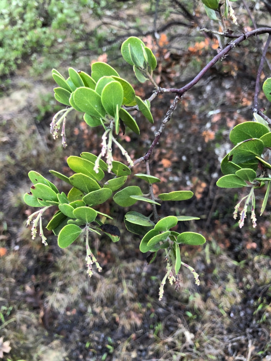 Arctostaphylos densiflora