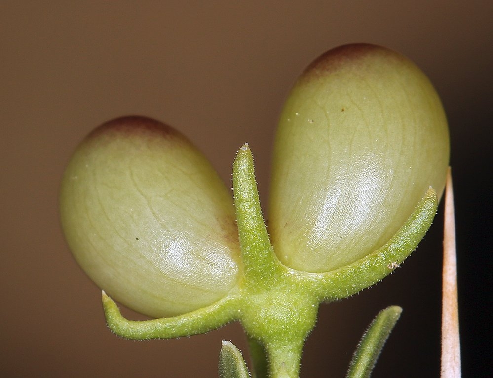 Menodora spinescens var. spinescens