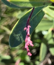 Arctostaphylos stanfordiana ssp. decumbens