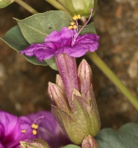 Mirabilis multiflora var. pubescens