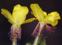 Camissoniopsis hirtella