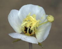 Camissonia claviformis ssp. funerea