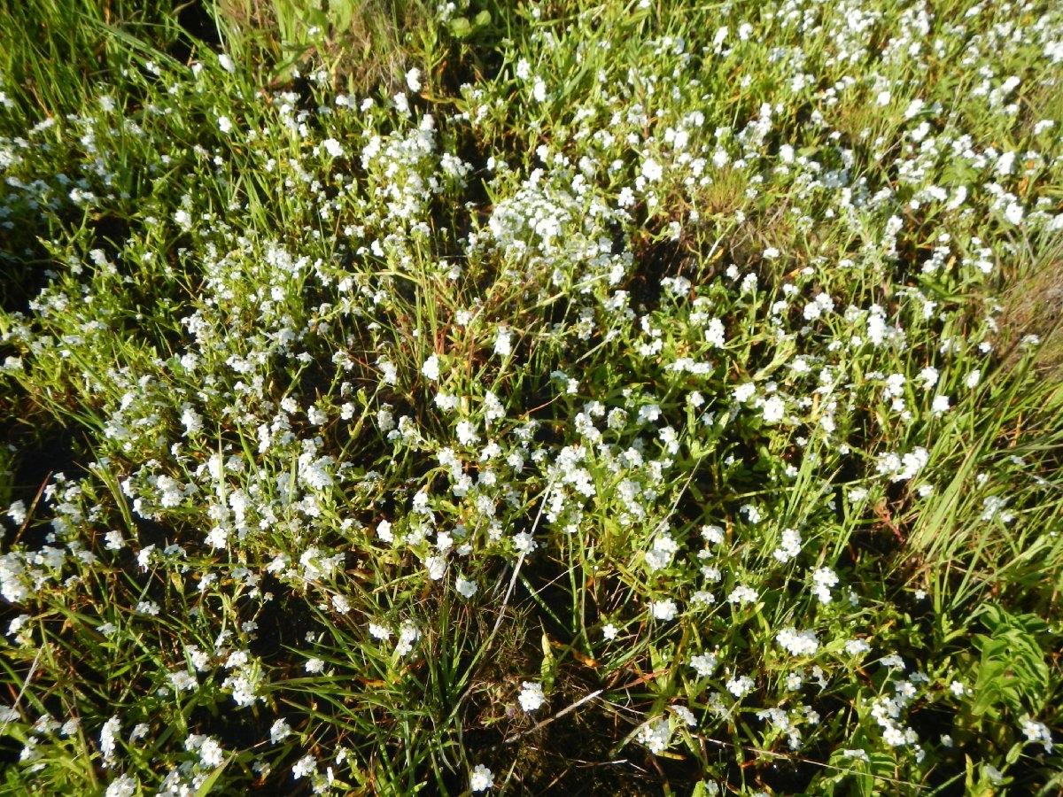 Plagiobothrys chorisianus var. chorisianus