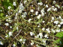 Plagiobothrys chorisianus var. nickmanii