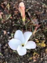 Linanthus dichotomus ssp. dichotomus