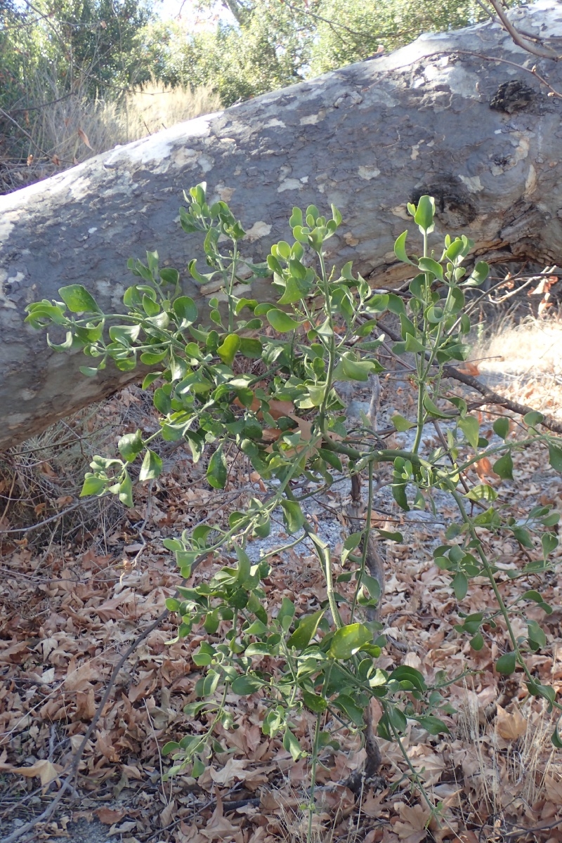 Phoradendron leucarpum ssp. macrophyllum