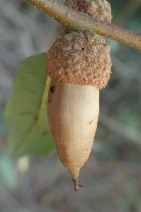 Quercus berberidifolia