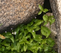 Epilobium glaberrimum ssp. glaberrimum