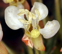 Camissonia boothii ssp. condensata