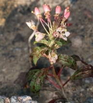 Camissonia boothii ssp. condensata