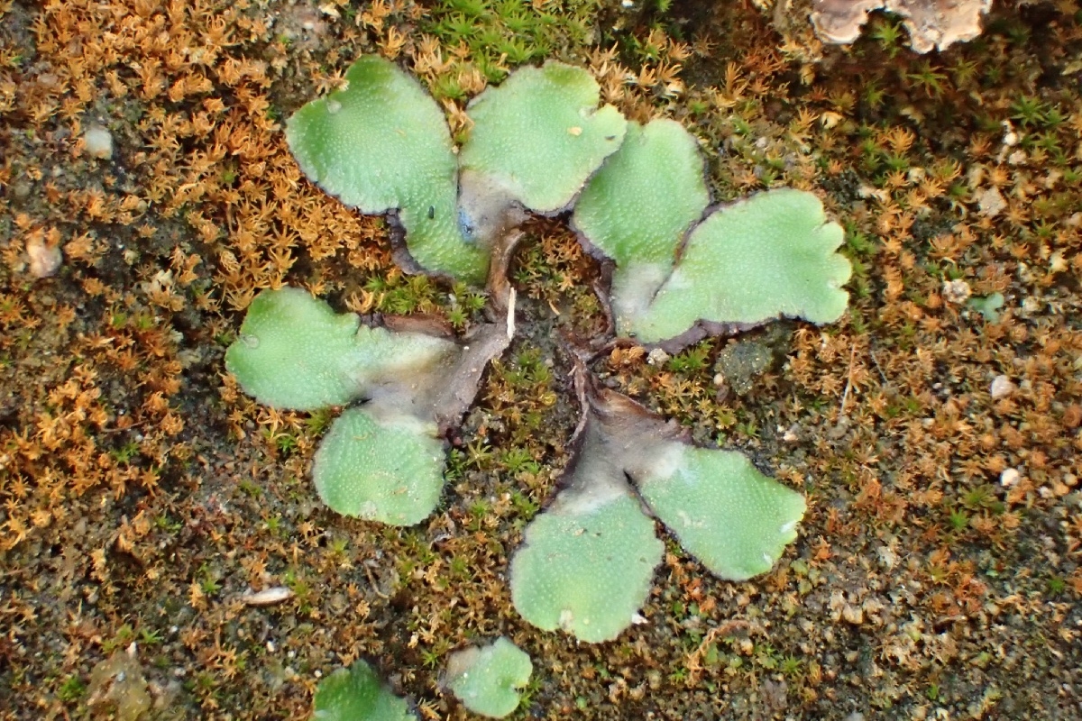 Asterella californica