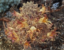 Orobanche californica ssp. feudgi