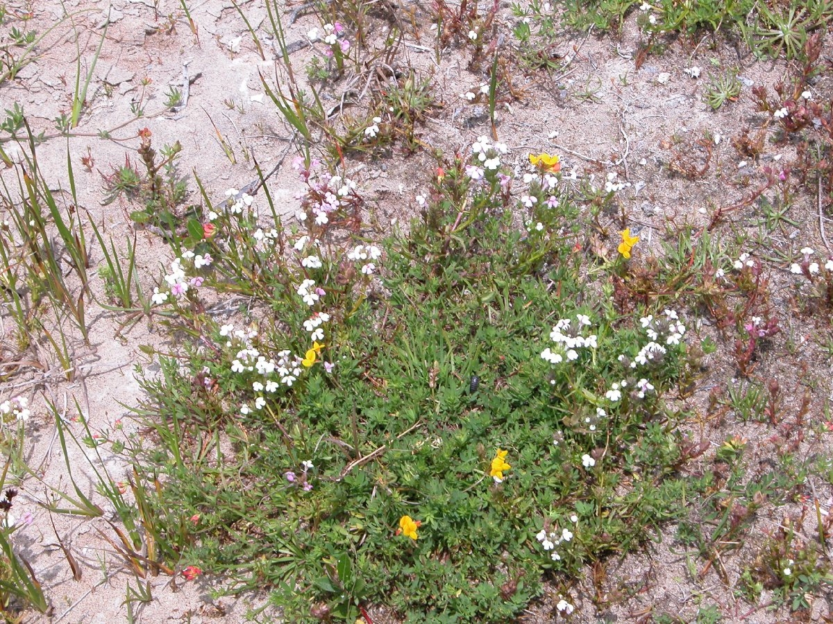 Triphysaria versicolor ssp. versicolor