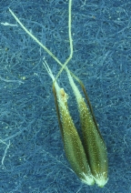 Aira caryophyllea