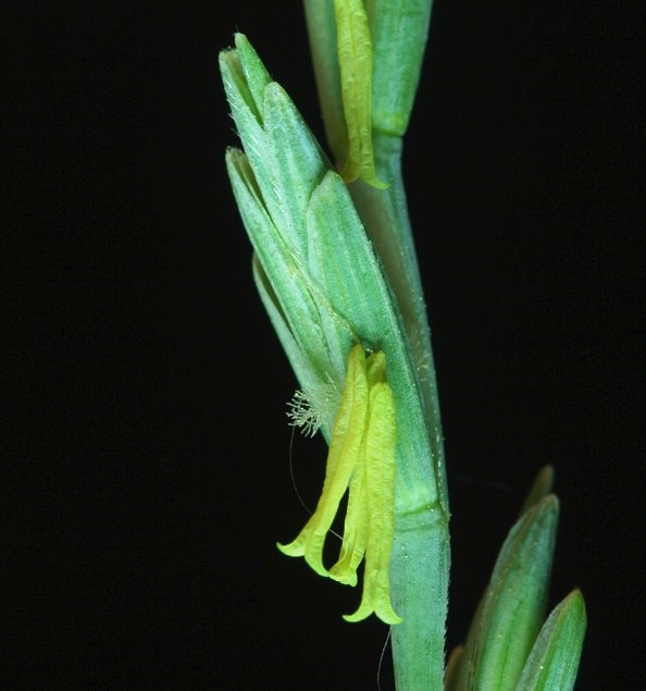Elymus hispidus