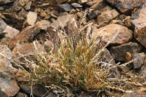 Festuca brachyphylla