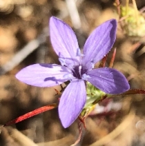 Eriastrum pluriflorum ssp. pluriflorum