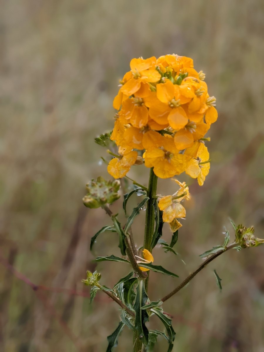 Erysimum capitatum