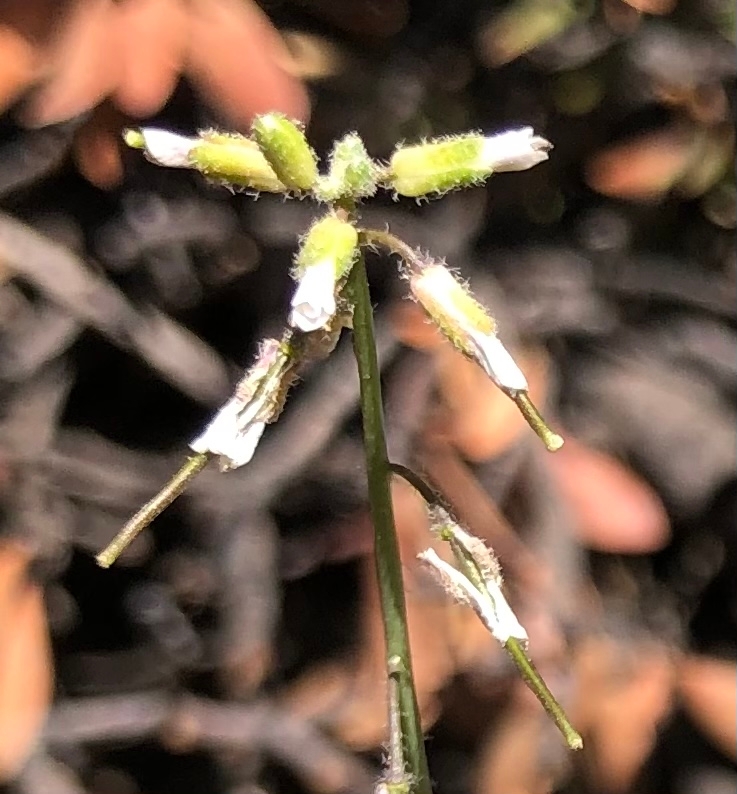 Boechera pinetorum