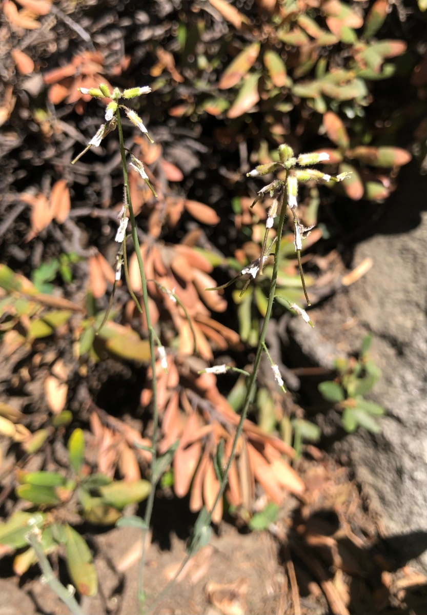Boechera pinetorum