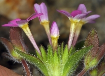 Collomia heterophylla