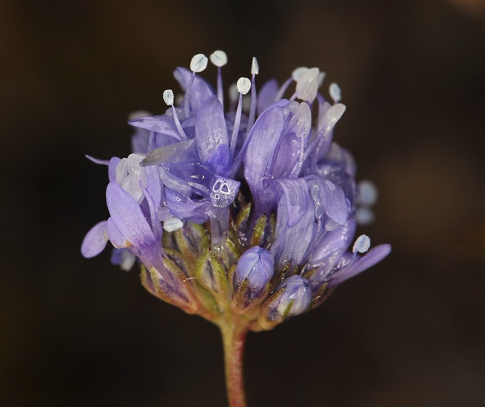 Gilia capitata ssp. pacifica