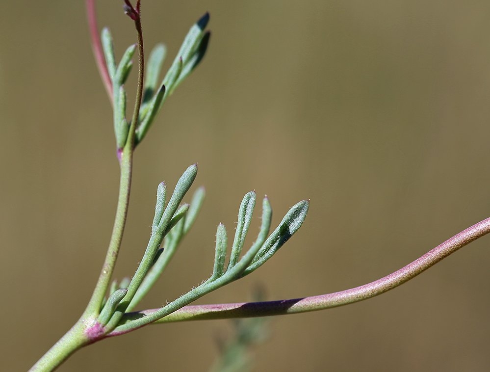 Gilia ochroleuca ssp. ochroleuca