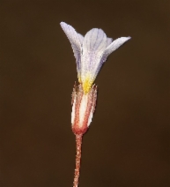 Gilia ochroleuca ssp. minima